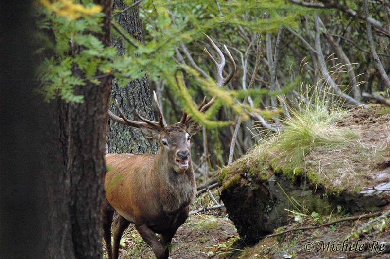 PASSIONE PER IL CERVO